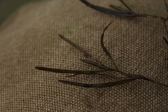 Potamogeton pusillus