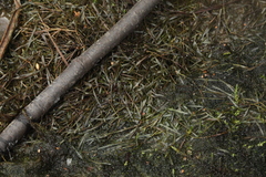 Potamogeton pusillus