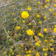 Acacia brownii