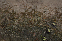 Potamogeton pusillus