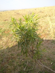 Gomphocarpus fruticosus