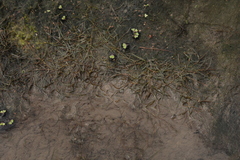 Potamogeton pusillus