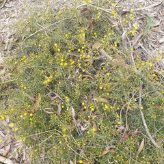Acacia brownii