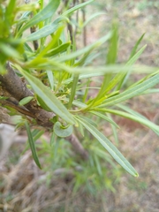 Gomphocarpus fruticosus