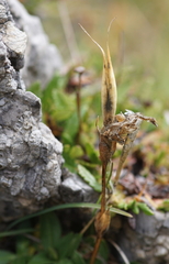 Gentiana clusii