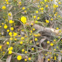 Acacia brownii
