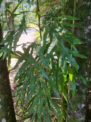 Stenocarpus sinuatus