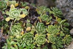 Saxifraga paniculata