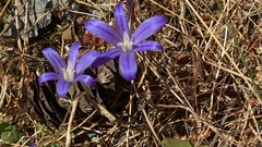 Brodiaea coronaria