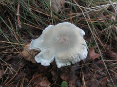Clitocybe odora