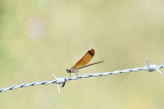 Calopteryx haemorrhoidalis