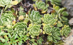 Saxifraga paniculata
