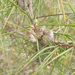 Hakea ulicina