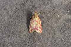 Hypercallia citrinalis