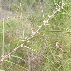Hakea ulicina