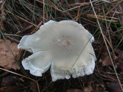 Clitocybe odora