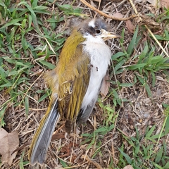 Melithreptus