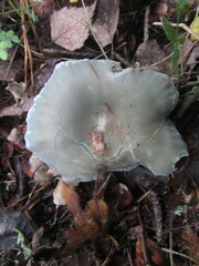 Clitocybe odora
