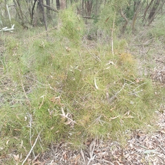 Hakea ulicina