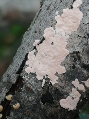 Corticium roseum