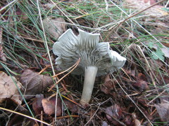 Clitocybe odora