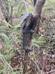 Pogona barbata