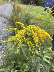 Solidago gigantea
