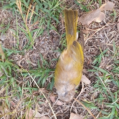 Melithreptus