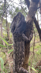 Pogona barbata