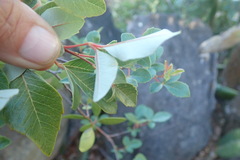 Searsia tomentosa