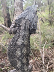 Pogona barbata