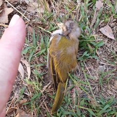 Melithreptus