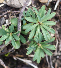 Daphne striata