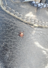 Dermacentor reticulatus