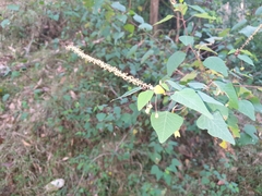 Homalanthus stillingiifolius