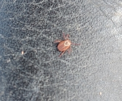 Dermacentor reticulatus