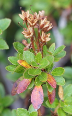 Rhododendron hirsutum