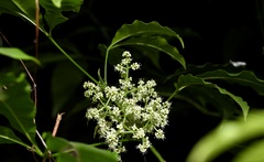 Melicope pteleifolia