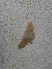 Idaea straminata