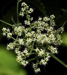 Melicope pteleifolia