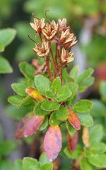 Rhododendron hirsutum