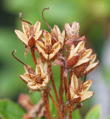 Rhododendron hirsutum
