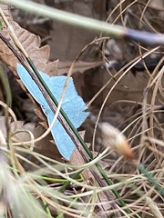 Maxates centrophylla