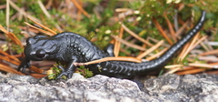 Salamandra atra