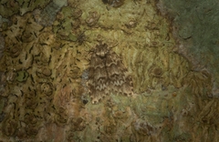 Scaphidriotis xylogramma