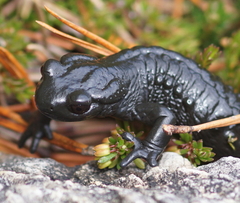 Salamandra atra