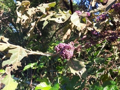 Callicarpa formosana formosana