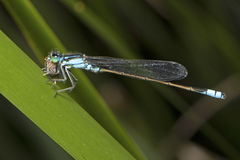 Ischnura heterosticta