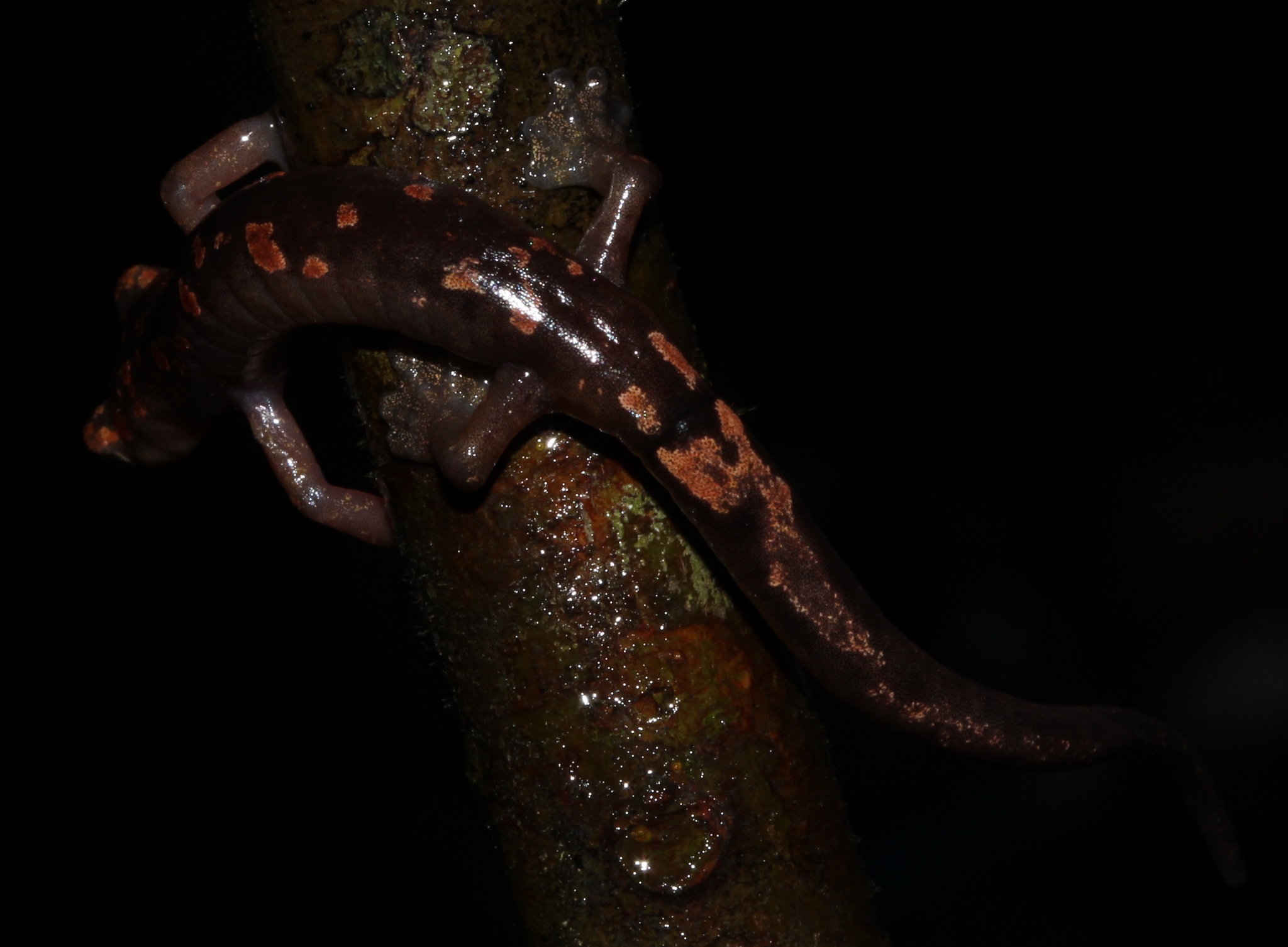 Bolitoglossa conanti McCranie & Wilson, 1993