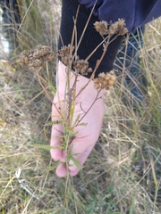 Achillea asiatica